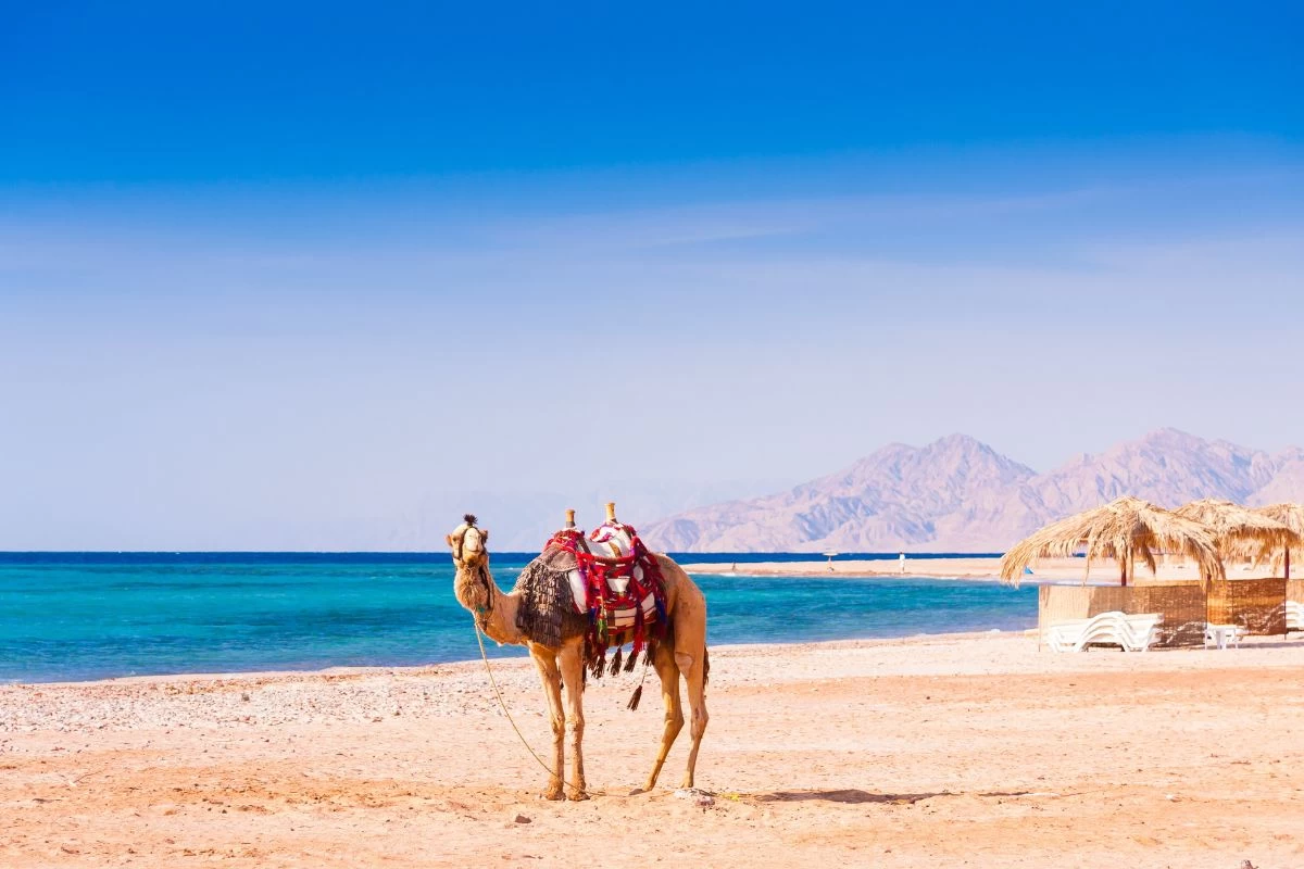 10-days-in-egypt-itinerary-hurghada-sea }}