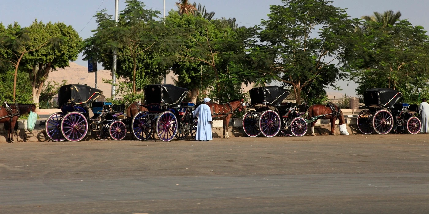 Horse Carriage Trip in Luxor }}