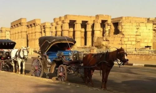 Horse Carriage Trip in Luxor