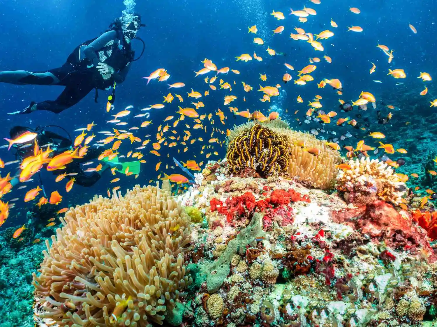 Coral Reefs - Snorkeling in Egypt